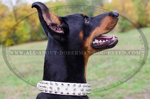 Luxury spiked collar of white leather for Doberman