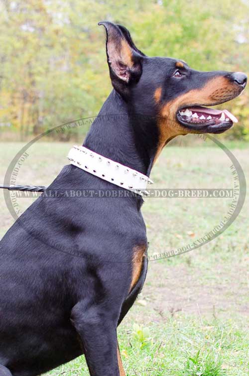 Wide spiked leather Doberman collar 