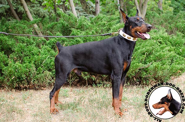 White leather Doberman collar for stylish walking 