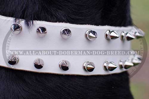 White leather Doberman collar with two rows of spikes