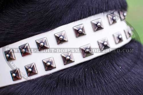 Walking leather Doberman collar with studs