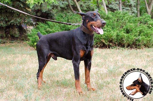 Incredibly durable leather collar for Doberman