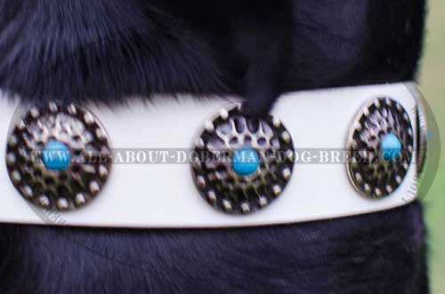 Luxury decorated Doberman collar 