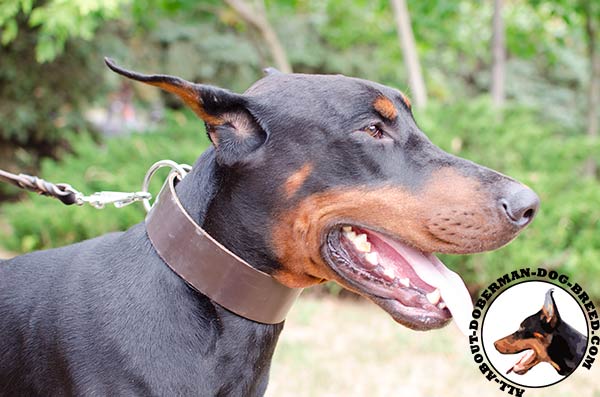 Comfortable Doberman leather collar