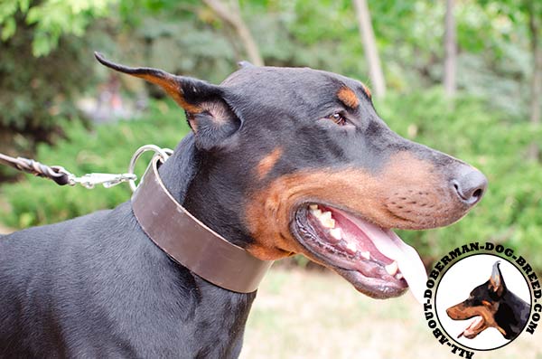 Comfortable Doberman leather collar