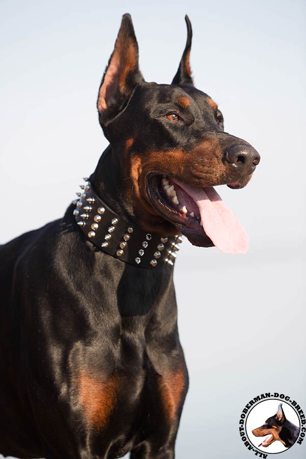 Perfect design Doberman embellished collar 