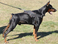 nylon dog harness for doberman pinscher