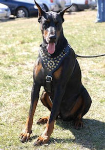 doberman dog harness