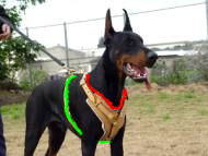 doberman harns