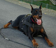 Nylon walking dog harness for Doberman with handle