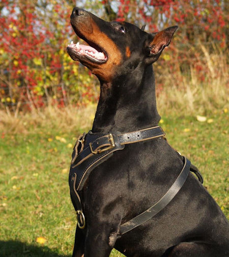 Black leather dog harness for Doberman