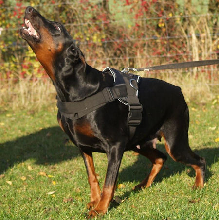 are dobermans good emotional support dogs