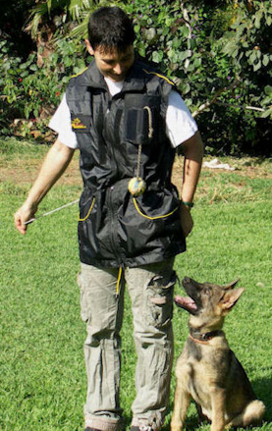 http://www.doberman-dog-breed-store.com/images/doberman-pinscher/TRAINERS-Training-VEST-DOG.JPG