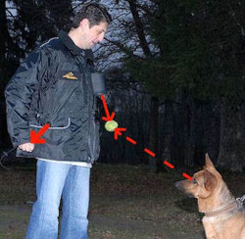 Train Vest Dog trainers