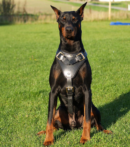 Medium dog Harness for Doberman -Leather Harness [H1 ...