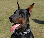 Doberman Dog Collars