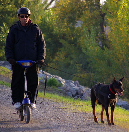 Doberman nylon dog harness, best walking/travel harness