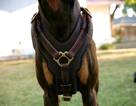 Exclusive Luxury Handcrafted Padded Leather Dog Harness