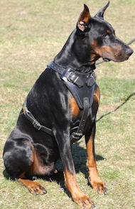 doberman