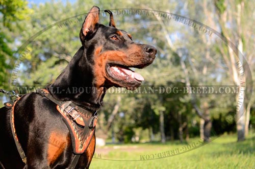 Comfortable leather harness for Doberman