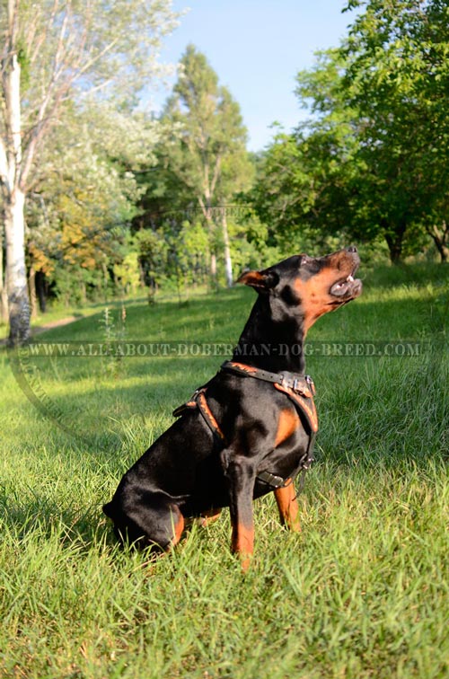 Training leather harness for Doberman