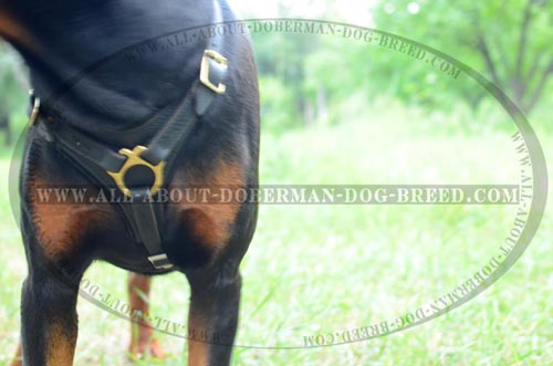 Completely safe Doberman harness