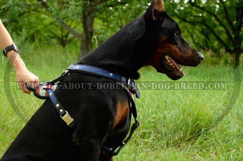 Extra comfort Doberman leather harness