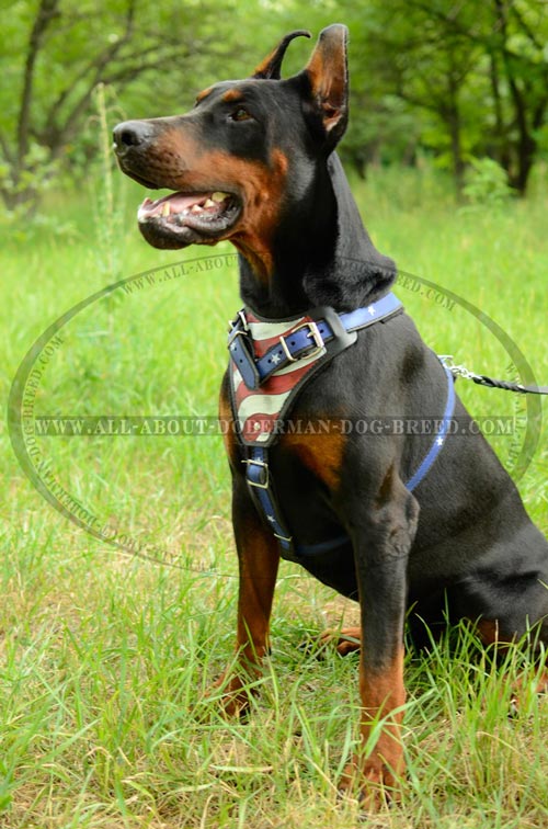 Exclusive agitation training harness for Doberman