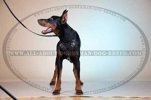 Thick Felt Padded Harnessfor Doberman