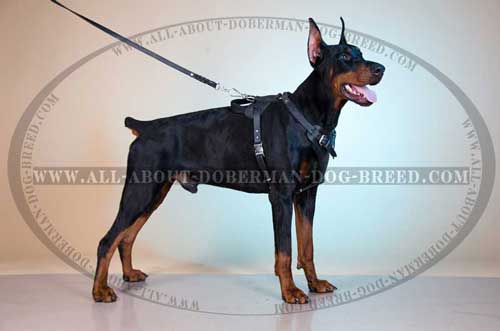 Comfortable Leather Doberman Harness