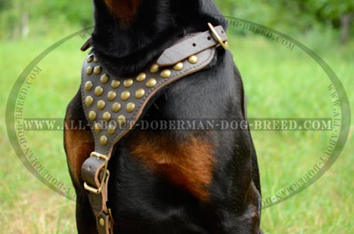 Exclusive style harness for Doberman