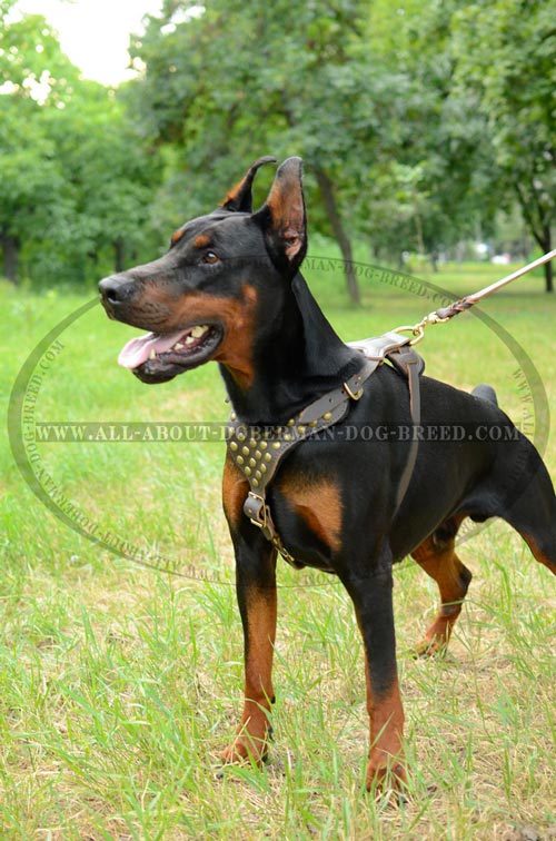 Daily walks Doberman harness