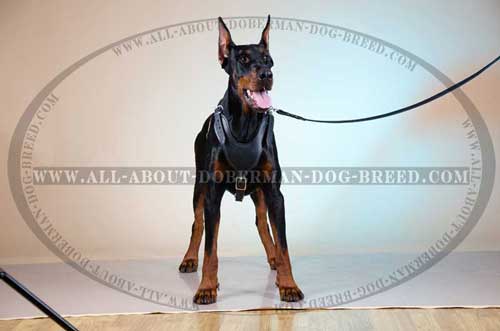 Comfy leather Doberman harness