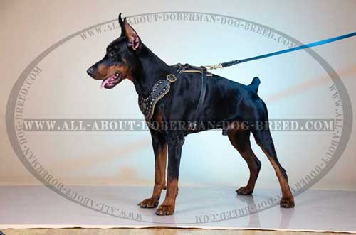 Comfortable Doberman harness