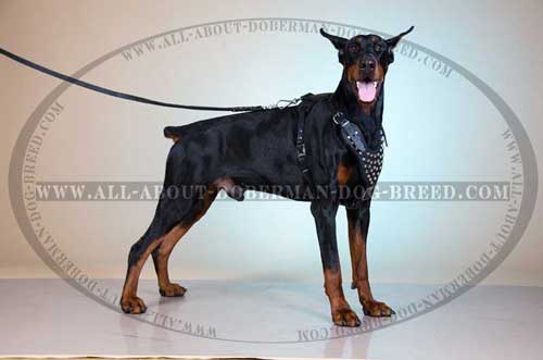 Comfortable Doberman harness