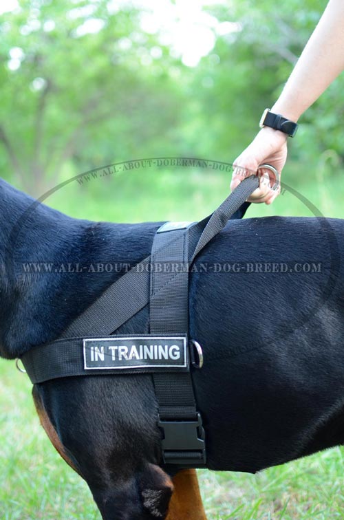 All weather nylon harness for Doberman