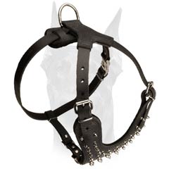 Exclusive design spiked leather harness for Doberman