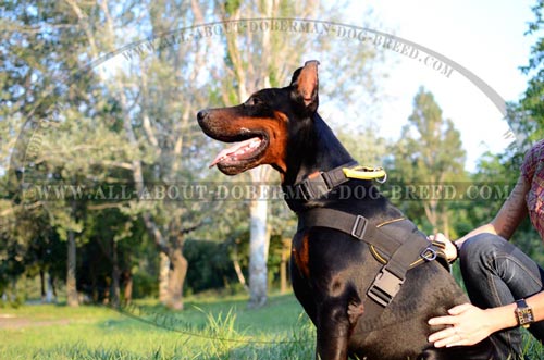 Fully adlustable nylon harness for Doberman