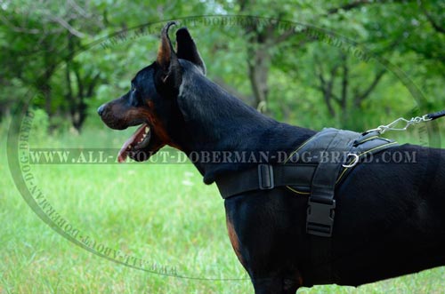 Comfy and safe Doberman nylon harness