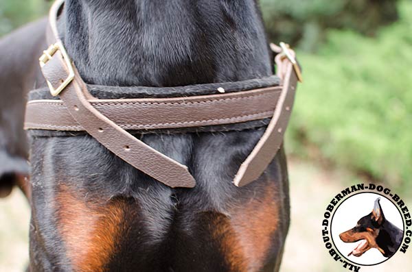 Leather harness for stylish Doberman walking