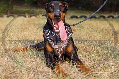 High quality leather Doberman harness