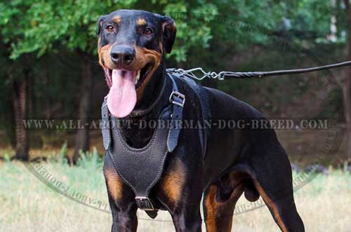 Y-shaped leather Doberman harness 