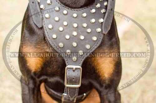 Leather Doberman harness with pyramids