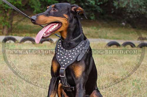 Decorated leather Doberman harness 