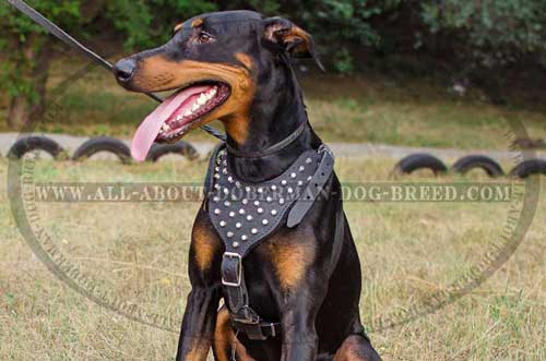 Decorated leather Doberman harness 