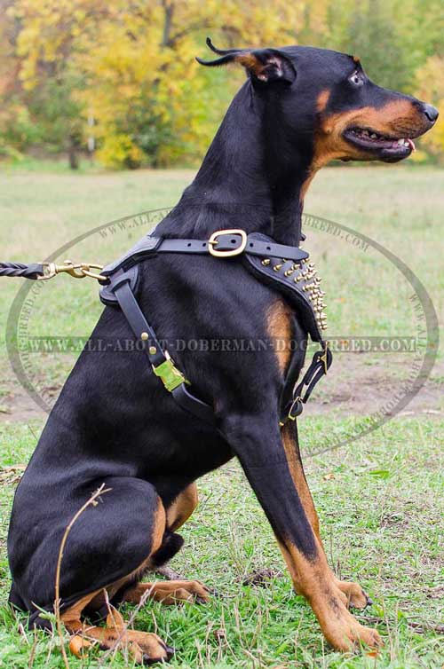 Walking soft leather Doberman harness