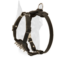 Leather harness for Doberman puppy