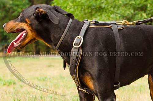 Perfect fit leather Doberman harness