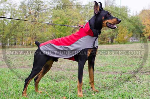 Nylon Doberman winter coat