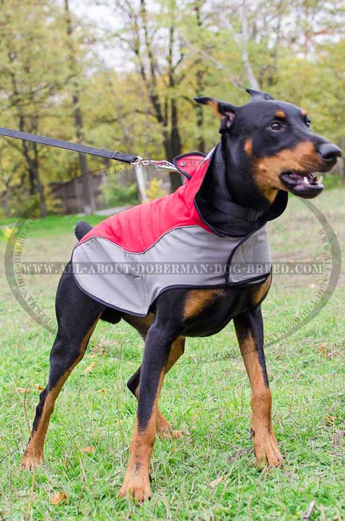 Nylon Doberman winter coat with a D-ring